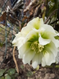 Čemeřice (Helleborus)