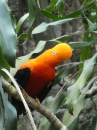 Cock o' the Rock, Colombia
