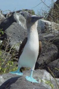Dancing Booby (for Mazy)