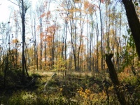 Falling for Fall