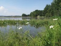 Wetland vegetation in the Hlásenec fishpond