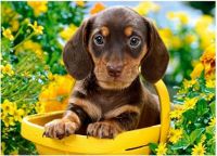 Puppy in Yellow