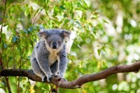 Koala //Shutterstock.com