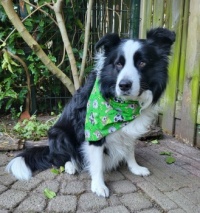 Happy St. Patrick's Day ❤️