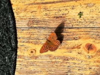 Butterfly in Sweden