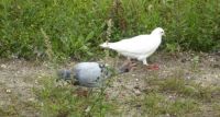 The white pigeon had a companion, who did have a ring around a paw...