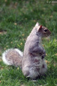 Mama Squirrel