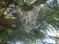 Nature's Artwork - Web in Tree