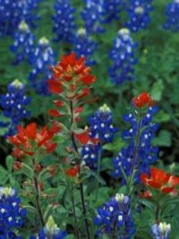 Bluebonnets and Indian Paintbrush