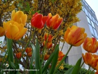 MORNING WALK – Spring Flowers - Tulips 1