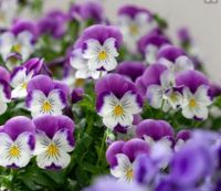Pansies for Thoughts