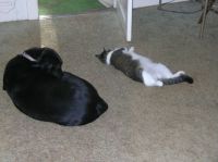 Sadie & Stretch