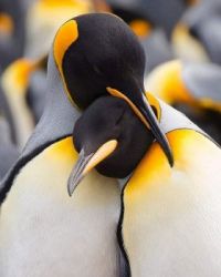 Courting King Penguins