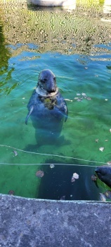 Seals.
