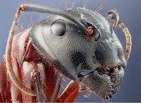 Ant closeup