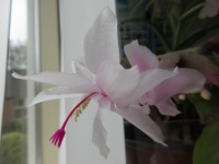 My white (with pink accents) Christmas Cactus flower....