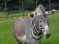 Zebras like treats