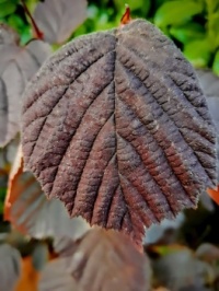 Rote Haselnuss