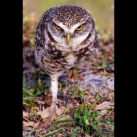 Stalking Owl