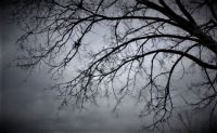 Gloomy Tree