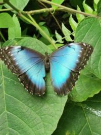 een vlinder in de vlindertuin in Emmen