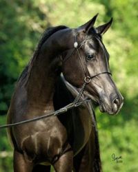 Arabian-Horse