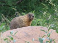 Marmot