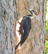 The Pileated Woodpeckers return