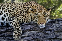 Botswana leopard