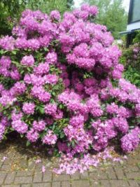 Flowers-Summer