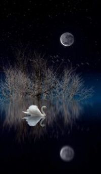 Swan moon