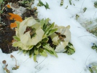 Snow Lotus Flower