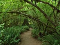 Hoh Rain Forest path, Olympic National Park