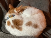 Samson