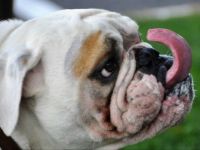 Bulldog  ~  (I can touch my nose with my tongue ... can you?)