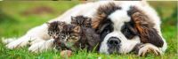 St Bernard with kittens