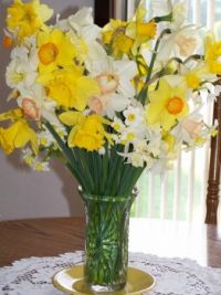 Flowers from our yard