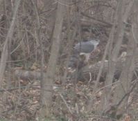 Peregrine falcon in Winchester, Va.
