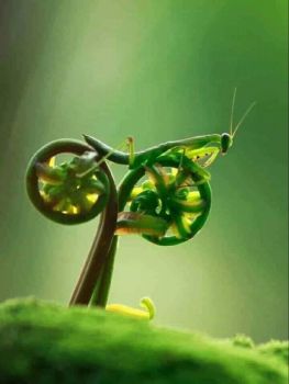 New prototype Motorcycle: The Mantis.....