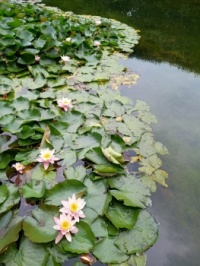 Nenufary (lilia wodna) w Parku Oliwskim - Polska
