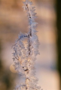 Winter: Snow and ice on a small plant