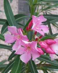 Oleander