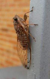 Cicada on front railing.