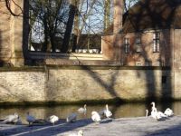 Swans in Bruges
