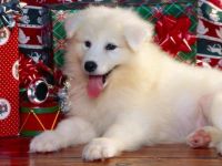 i like christmas,i'm getting al these gifts