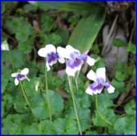 Native Violets...