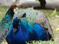 Peacocks, Holland Park, London