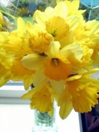 dafs