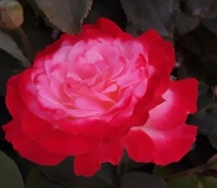 My Lovely Rose
