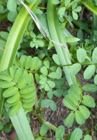 Name that weed! (Small leaves)